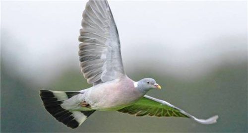 Die Stadt Traunstein baut ein Taubenhaus für bis zu 200 Vögel. Foto Imago