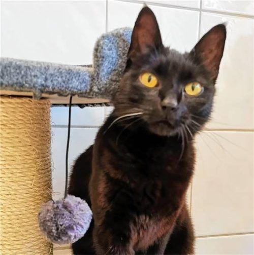 Hanni, eine schwarze Katze mit gelben Augen, sitzt auf einem Kratzbaum. Foto Tierheim Ostermünchen