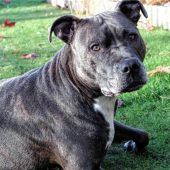 Polizei nimmt Haltern in Schechen Hunde weg