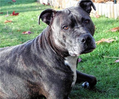 Hundehaltern aus Schechen wurden bei einem Polizeieinsatz die Listenhunde (Symbolbild) weggenommen und die weitere Haltung untersagt. Foto Dpa