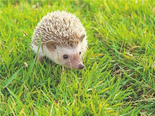 Igel sind Mährobotern oft schutzlos ausgeliefert. Foto Smarterpix / plepraisaeng