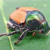 <p>Japankäfer sind invasive Schädlinge und können bis zu 400 Pflanzenarten befallen. Foto dpa</p>