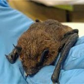 Fledermaus sorgt für tierischen Polizeieinsatz