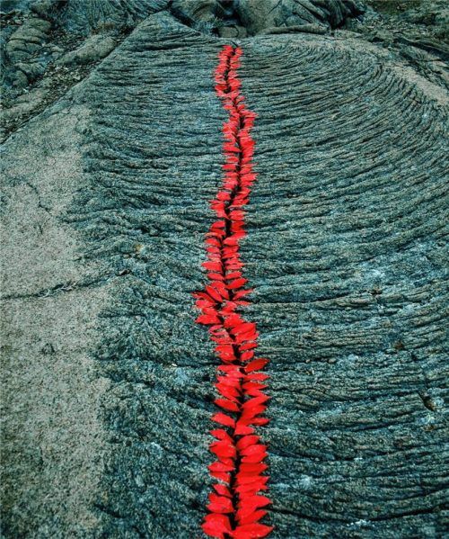 Riss in Kordellava, Blütenblätter, genannt Feuerzungen, Île de la Réunion 1990. Foto  NILS-UDO
