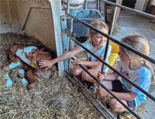 Stadtradeln bietet Höhepunkte für Groß und Klein – wie hier die Chance, noch ganz junge Kälbchen streicheln zu können.