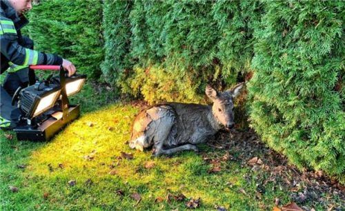 Ungewöhnlicher Einsatz: Ein Rehkitz war in einen Pool gefallen, konnte geborgen, gewärmt und in die Freiheit entlassen werden.