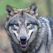 Kritik an Wolf-Abschussplänen im Allgäu
