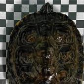 Wasserschildkröte gefunden – Eigentümer gesucht