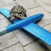 Schildkröte in Urlaubslaune
