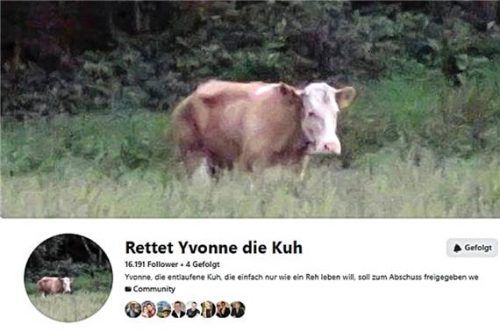 Auf Facebook organisierte sich eine Community, um die Kuh zu retten. Über 16.000 User folgten der Gruppe. Foto RE