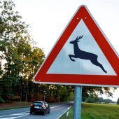 Honigtopf-Festival: Stress fürs Wild?
