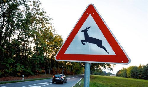 Besteht durch das Honigtopf-Festival in Kolbermoor eine erhöhte Gefahr für Wildunfälle? Das befürchten zumindest die Jagdpächter vor Ort. Foto  (Symbolfoto) IMAGO
