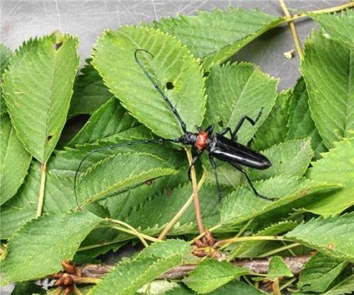 Der Asiatische Moschusbockkäfer.Foto LfL