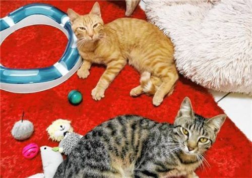 Der getigerte Kater Ronny und der rote Kater Ringo warten auf ein neues Zuhause. Foto Tierheim Ostermünchen