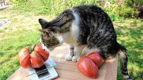 Die größte Tomate der Ernte bringt stolze 905 Gramm auf die Waage. Foto Kirsten Benekam