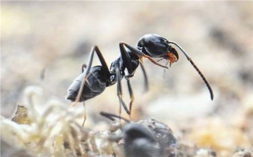 Die invasive Große Drüsenameise ist an ihrer tiefschwarzen Farbe und der enormen Koloniebildung zu erkennen. Foto Uli Deck/dpa