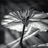 Das Spiel mit Licht und Schatten