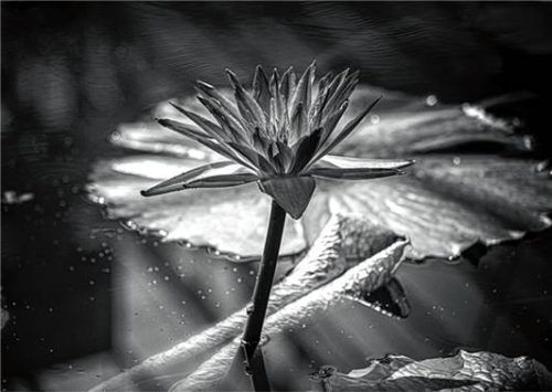 Eine Fotografie von Ibolya Wiezcorek.Foto Wiezcorek