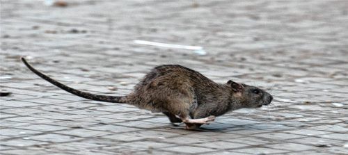 Gibt es in Rimsting ein Problem mit Ratten? (Symbolbild) Foto picture alliance / Bernd von Jutrczenka/dpa | Bernd von Jutrczenka
