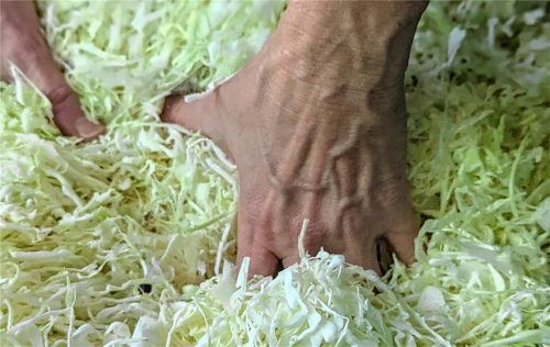 Hände kneten das gehobelte Kraut, um den Zellsaft für die Milchsäuregärung freizusetzen. Foto Sybilla Wunderlich