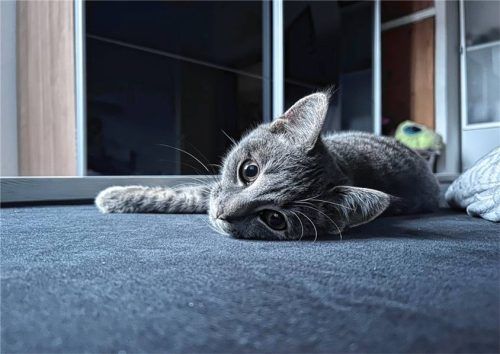 Kater Lenze wurde am Freitag, 14. August, von einem Auto angefahren. Foto privat