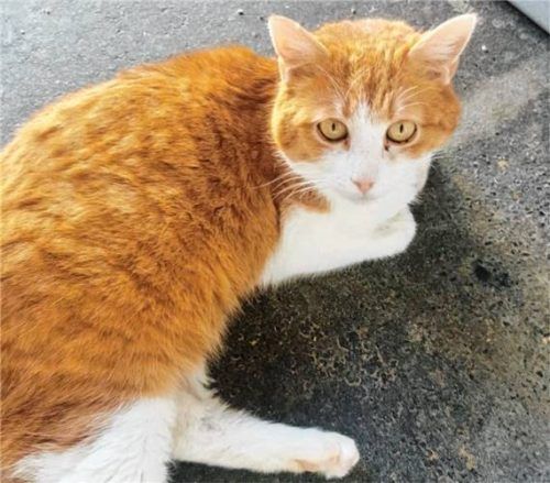 Kater Rolf, ein rot-weißer Europäisch Kurzhaar, lebt derzeit im Tierheim Ostermünchen. Foto Tierheim Ostermünchen