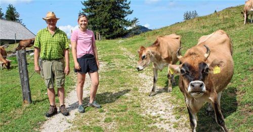 Menschenzugewandt und trittsicherer: Ludwig Böddecker und Lena Haas sind von den Vorteilen der Jersey-Rinder aus Sachsen angetan. Foto AELF Traunstein