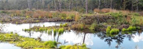 So soll ein gesundes Hochmoor nach der Renaturierung aussehen. Aufnahme von 2014 im Halfinger Freimoos. Foto Landratsamt Rosenheim