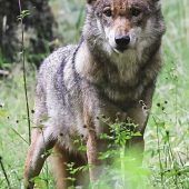 Wolfratshauser Wolf darf abgeschossen werden
