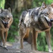 Landkreise machen Jagd auf den Wolf