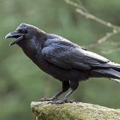 Wahl zum „Vogel des Jahres“ beginnt