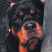 Mann sticht auf Hund ein