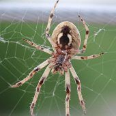Nosferatu-Spinne auf Wohnungssuche