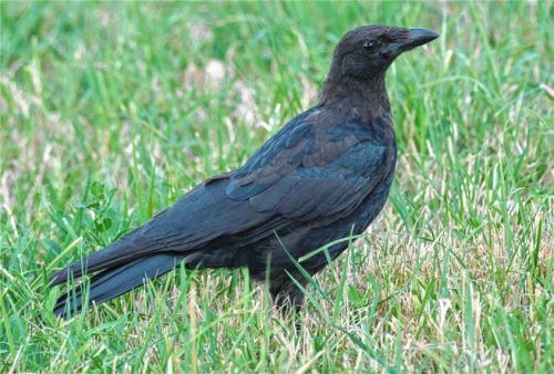 Als heimische Vögel genießen alle Rabenvögel einen besonderen Schutz. IMAGO/Guido Schiefer