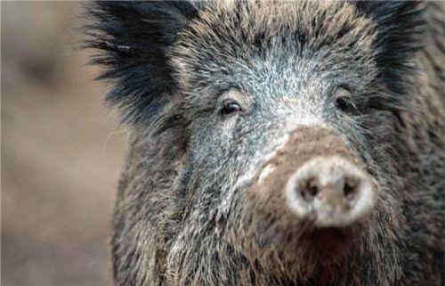 Bei einem im Gemeindegebiet Grabenstätt erlegten Wildschwein wurden Antikörper gegen das Aujeszky-Virus nachgewiesen.dpa