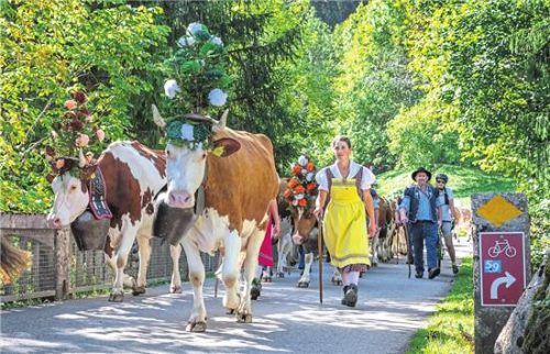 Bunt geschmückte Kühe: In diesen Tagen feiert man den Almabtrieb in der Schweiz.