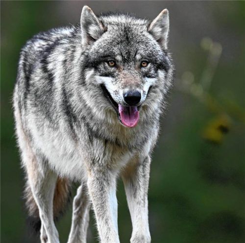 Das Landratsamt Rosenheim prüft derzeit, ob Gebiete ausgewiesen werden, in denen der Wolf abgeschossen werden darf. Baumeister