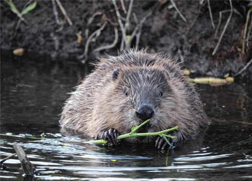 Der Biber hat sich auch an der Zillhamer Achen im Halfinger Freimoos angesiedelt. IMAGO/imageBROKER/D. Usher