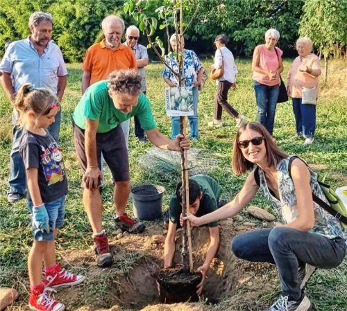 Der Birnbaum aus Traunstein wurde von Giulia Proietti in Pinerolo eingepflanzt.  Stadt Pinerolo