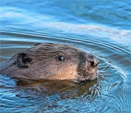 Ein Biber hat im Waldsee in Schechen einen Schwimmer gebissen. dpa