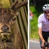 Gefahr durch Wildtiere