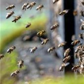 Tipps zur richtigen Einwinterung von Bienen