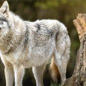 Erster Wolf darf in der Region gejagt werden