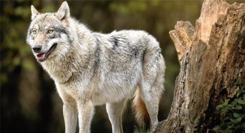 Im Berchtesgadener Land darf nun in bestimmten Bereichen der Wolf gejagt werden, dafür gibt es auch viel Unverständnis. Montage: Baumeister/dpa/picture alliance/Silas Stein