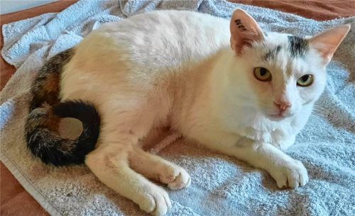 Kater Mucki wurde in Halfing in einer äußerst misslichen Lage aufgefunden. Nach einem Kippfenster-Unfall wurde er in der Tierklinik Oberhaching und im Tierheim Ostermünchen versorgt. Die Kosten dafür muss die Gemeinde tragen. Tierheim Ostermünchen
