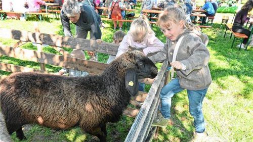 Kinder streicheln ein Schaf beim Hoffest am Kaiserhof. Schlecker