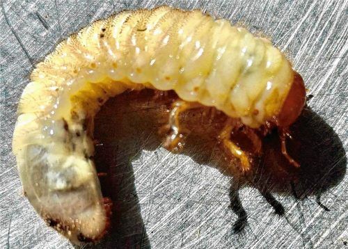 Knapp drei Zentimeter lang sind die Engerlinge von Mai- und Junikäfer, welche in diesem Sommer vielerorts die Wurzeln der Rasengräser abgefressen haben. Oberkandler