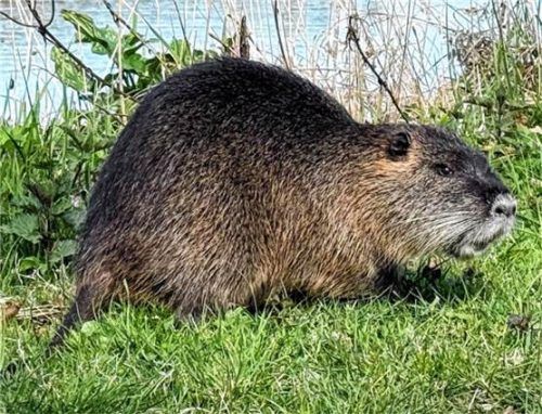 Nach Biber-Biss am Waldsee bei Schechen darf das Tier nun bleiben. (Symbolbild) dpa