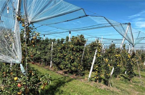 Rund 25.000 Obstbäume stehen auf den Feldern in der Gemeinde Bad Feilnbach. Die Apfelernte fällt heuer aufgrund der Hitzewelle im Sommer geringer als üblich aus. Kotter