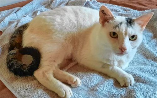 10.500 Euro kostet die Gemeinde Halfing die Behandlung von Kater Mucki. Ihn einfach einschläfern zu lassen, um dieses Geld zu sparen, wie in einem Leserbrief gefordert, stößt Tierliebhabern übel auf.Privat